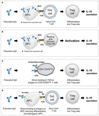 Mechanism underlying polyvalent IgG-induced regulatory T cell activation and its clinical application: Anti-idiotypic regulatory T cell theory for immune tolerance